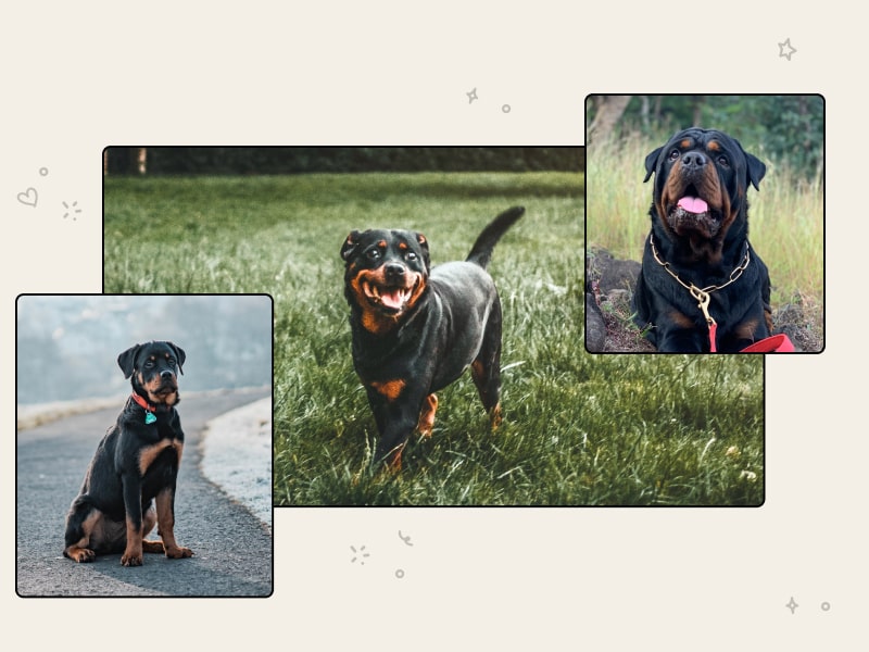 At What Age Do Rottweilers Heads Stop Growing